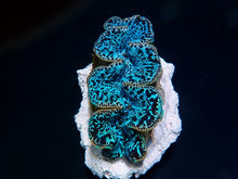 Lade das Bild in den Galerie-Viewer, Tridacna maxima (Blue) (Ultra) (Pacific)
