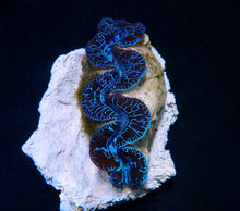 Lade das Bild in den Galerie-Viewer, Tridacna maxima (Blue) (Ultra) (Pacific)
