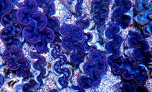 Lade das Bild in den Galerie-Viewer, Tridacna maxima (Pink-Purple)
