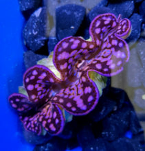 Lade das Bild in den Galerie-Viewer, Tridacna maxima (Pink-Purple)
