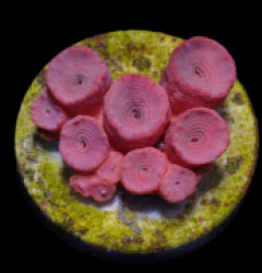Tubastrea faulkneri (Orange) (frag) NZ