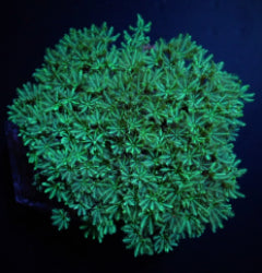 Tubipora musica (Yellow-Green) (frag) NZ