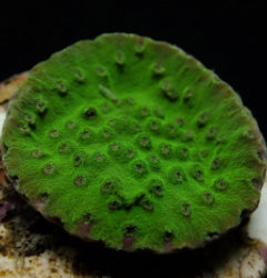Turbinaria mesenterina (frag) NZ