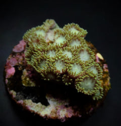 Turbinaria peltata (frag) NZ