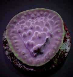 Turbinaria reniformis (frag) NZ