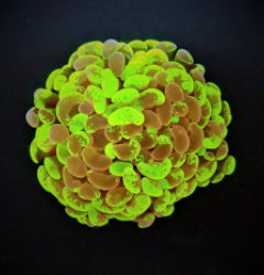 Euphyllia paraancora (Two Tone) (1 hd.) NZ