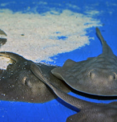 Kalifornischer Rundstechrochen (Urolophus halleri)