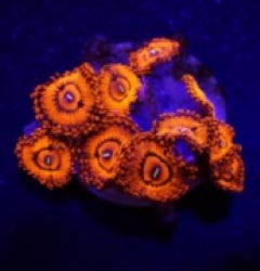 Zoanthus spp. (Valentines Day Massacre) (frag) NZ
