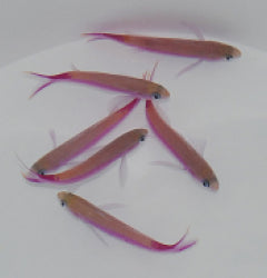 Luzonichthys waitei x