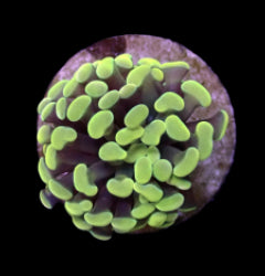 Euphyllia paraancora (Yellow-Gold) (1 hd.) NZ