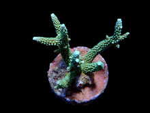 Lade das Bild in den Galerie-Viewer, Acropora yongei
