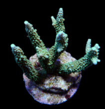 Lade das Bild in den Galerie-Viewer, Acropora yongei
