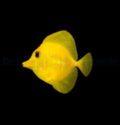 Hawaii Doktorfisch (Zebrasoma flavescens) - T.B.