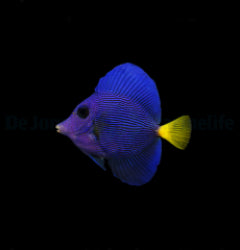 Rotmeer Doktorfisch (Zebrasoma xanthurum) - T.B.