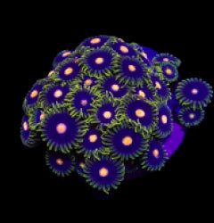 Zoanthus spp. (Blow Pop) (frag) NZ