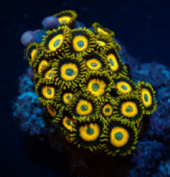 Zoanthus spp. (Scrambled Eggs) (frag) NZ
