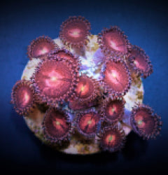 Zoanthus spp. (Alien Explosion) (frag) NZ