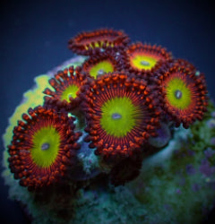 Zoanthus spp. (Candy Apple Red) (frag) NZ