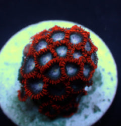 Zoanthus spp. (Fire and Ice) (frag) NZ