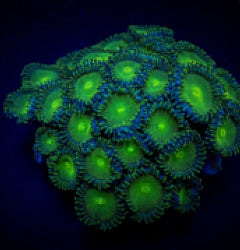 Zoanthus spp. (Green People Eater) (frag) NZ