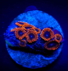 Zoanthus spp. (Lunar Eclipse) (frag) NZ