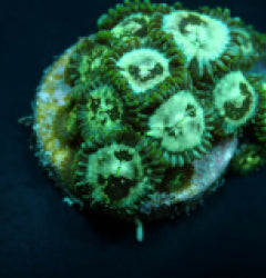 Zoanthus spp. (Premium) (frag) mix NZ
