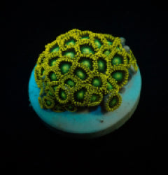 Zoanthus spp. (Radioactive Dragon Eye) (frag) NZ