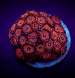 Zoanthus spp. (Red People Eater) (frag) NZ