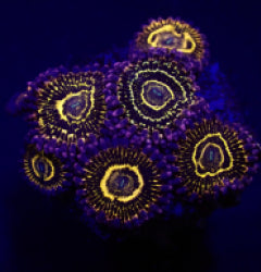 Zoanthus spp. (Stratosphere) (frag) NZ