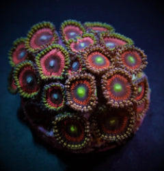 Zoanthus spp. (Ultra) (frag) NZ
