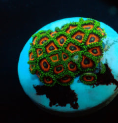 Zoanthus spp. (Watermelon) (frag) NZ