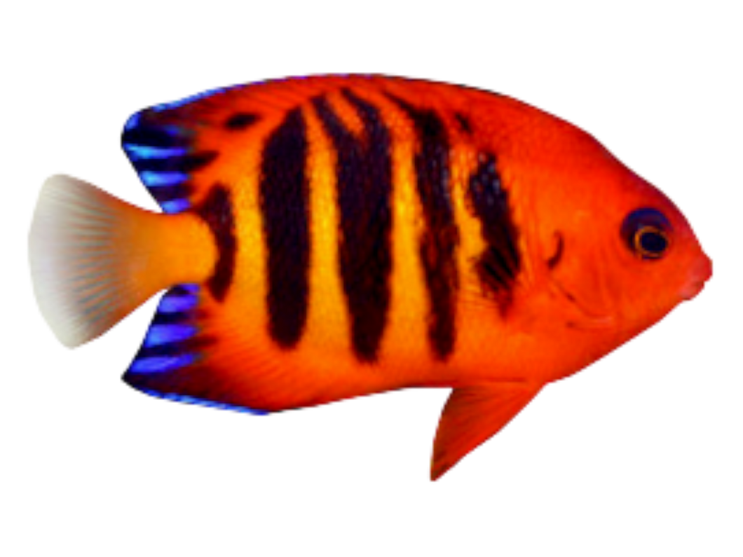 Centropyge loricula (Flammen Zwergkaiserfisch)