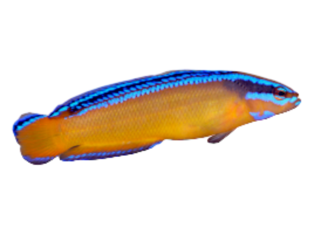 Pseudochromis aldabraensis (Aldabra-Zwergbarsch)