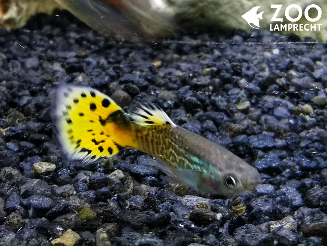 Guppy m. cobra Gelb