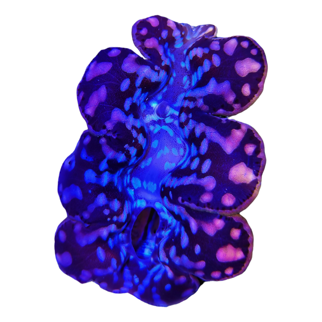 Tridacna maxima Teardrop Blue