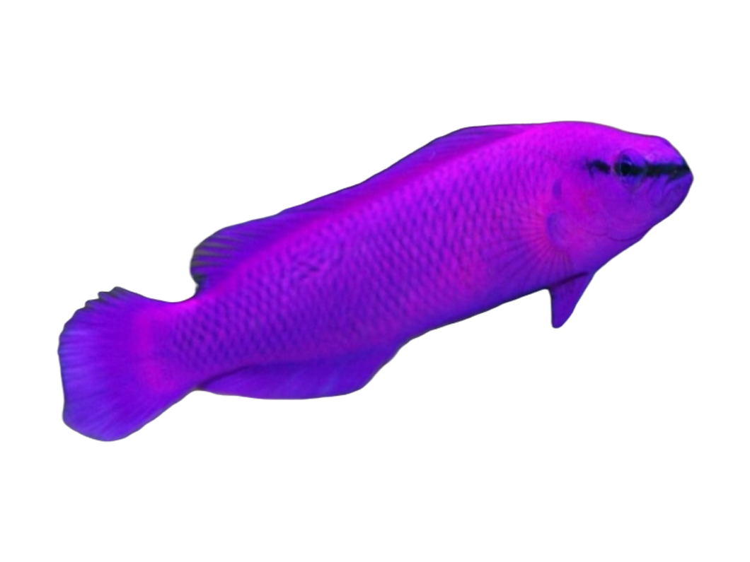 Pseudochromis fridmani (König Salomon-Zwergbarsch)