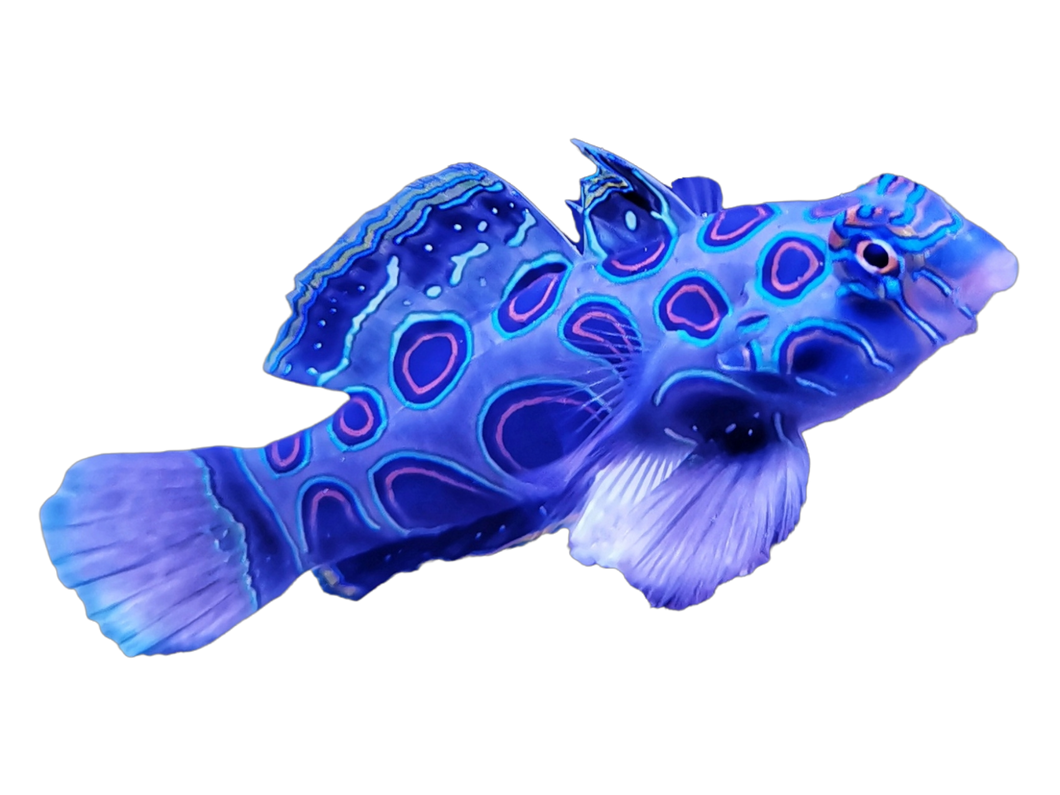 Synchiropus picturatus (LSD Mandarin-Fisch)