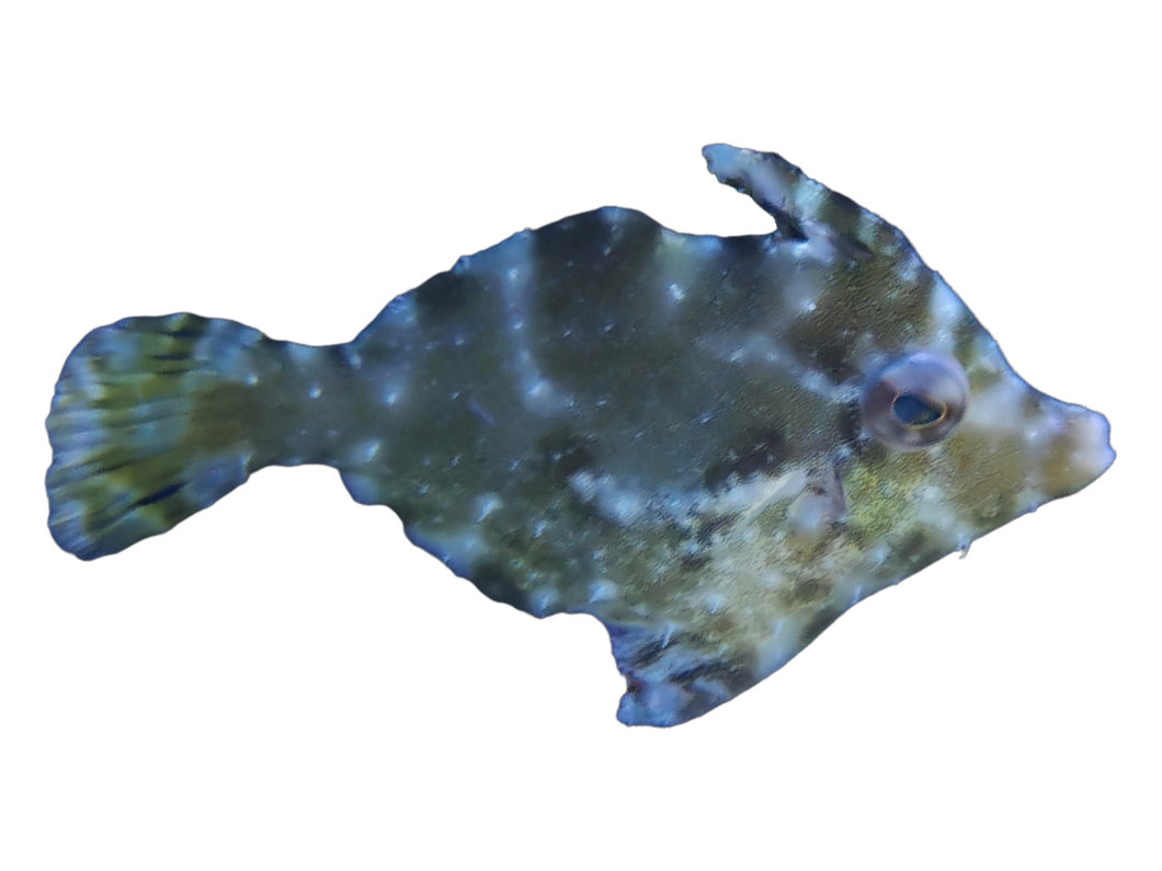 Acreichthys tomentosus (Seegras-Feilenfisch)