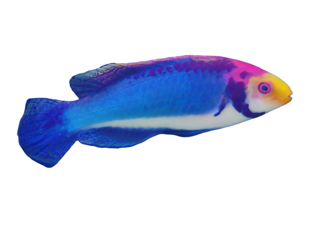 Cirrhilabrus solorensis (Rotaugen-Zwerglippfisch)