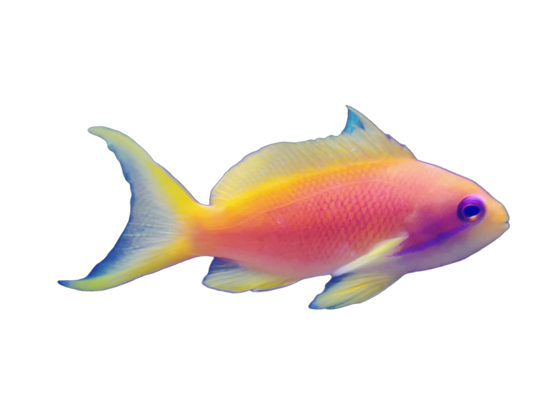 Pseudanthias squamipinnis (Juwelen-Fahnenbarsch