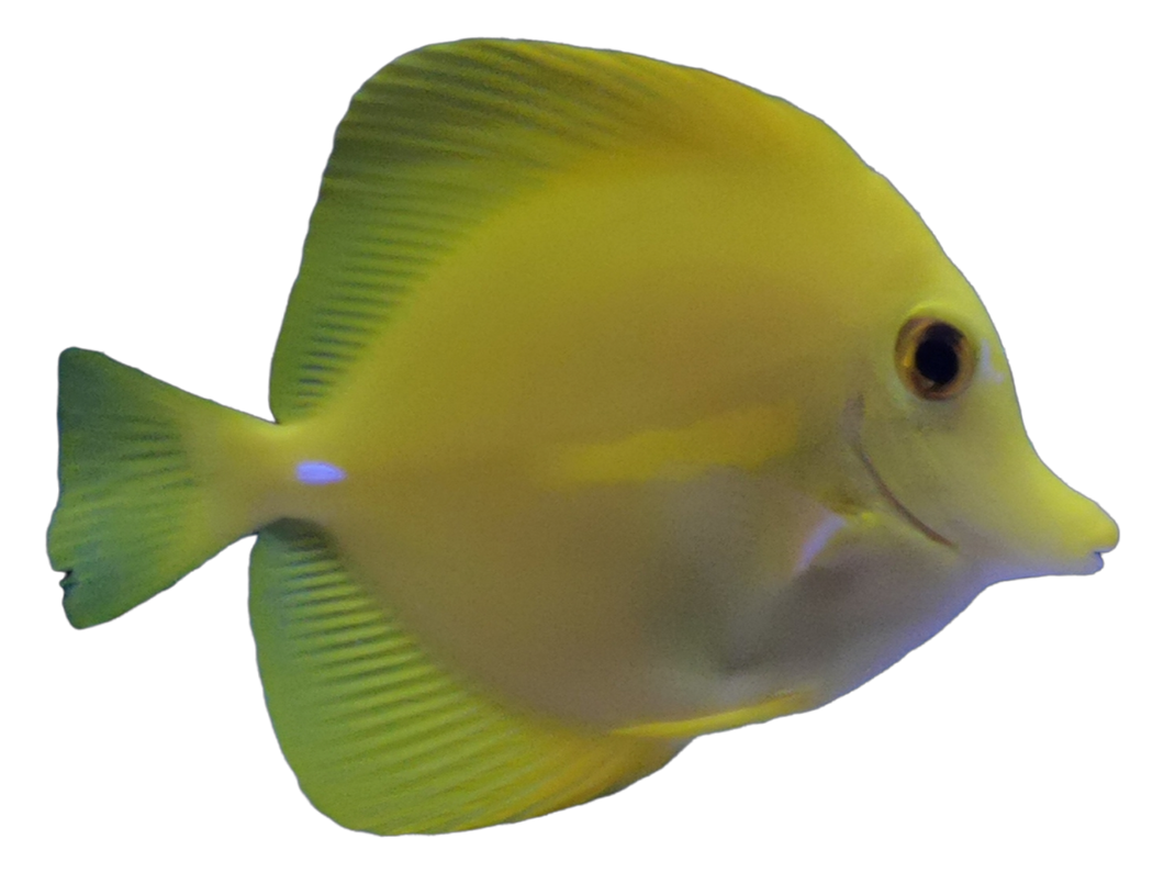 Zebrasoma flavescens (Hawaii-Segelflossendoktorfisch)