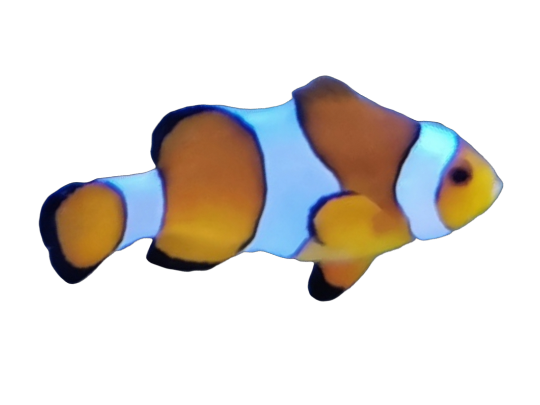 Amphiprion ocellaris (Falscher Clownfisch)