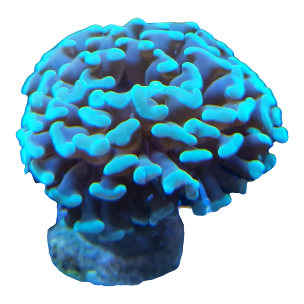 Euphyllia ancora 4848