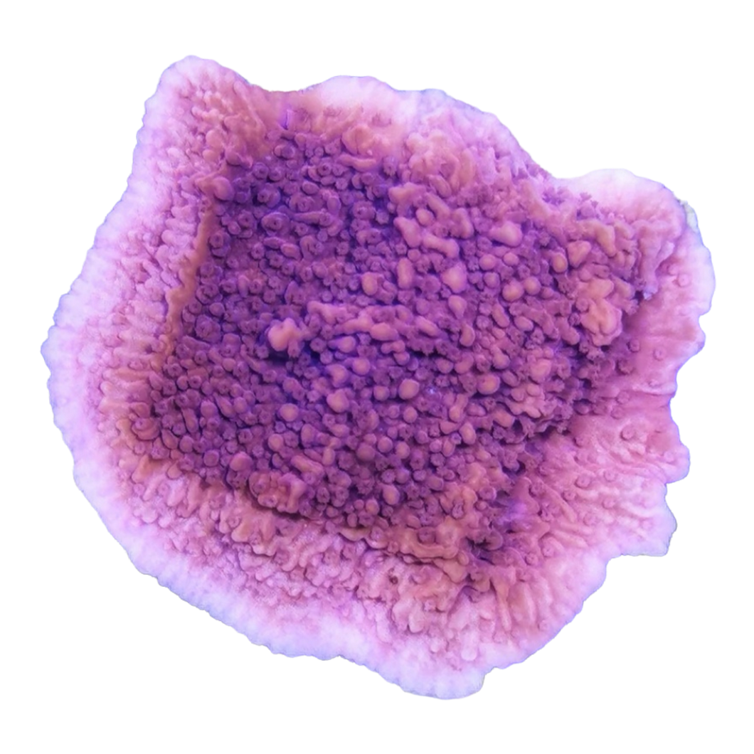 Montipora rot