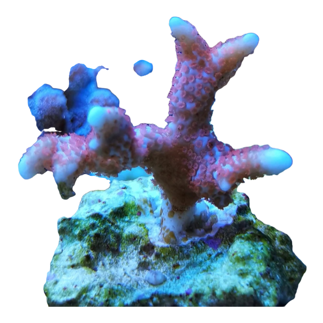 Montipora digitata 