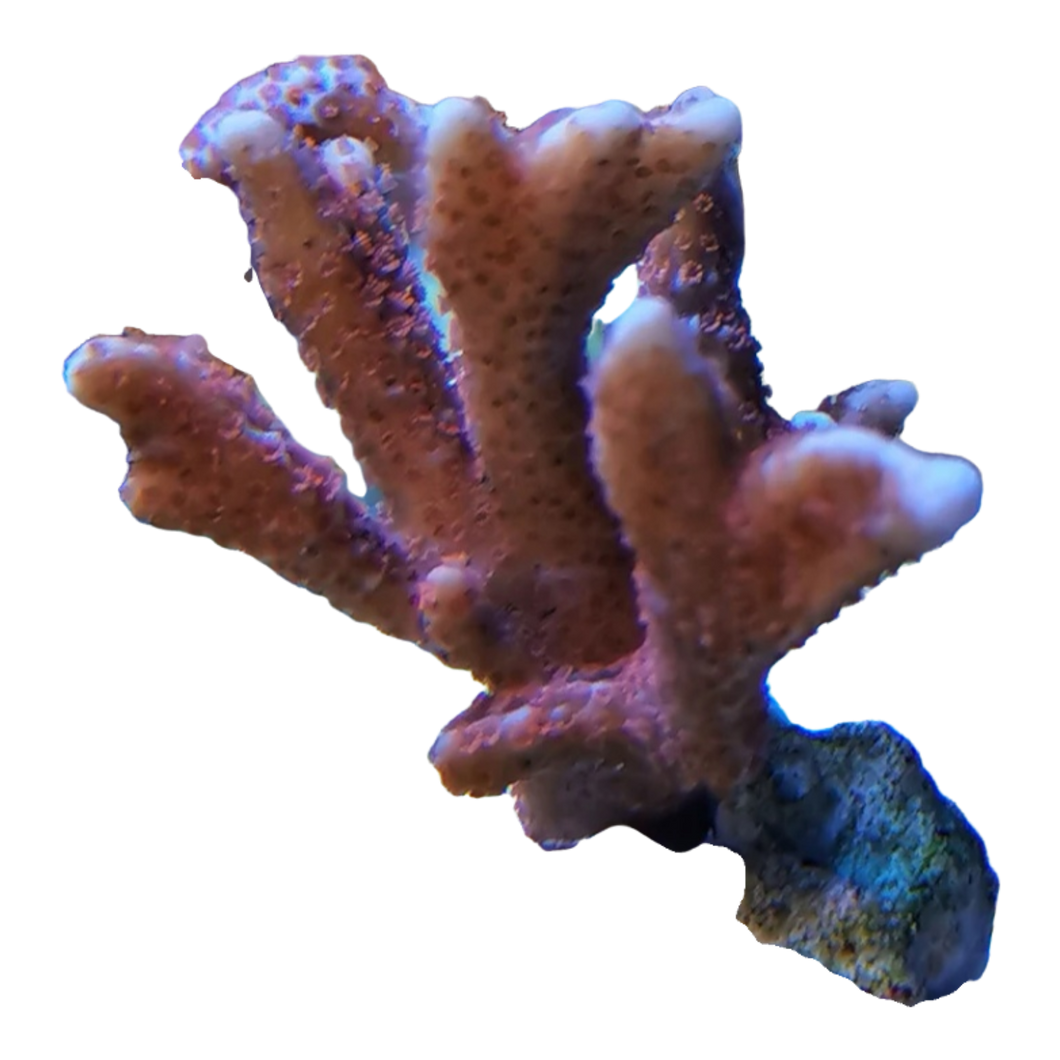 Montipora digitata Rot