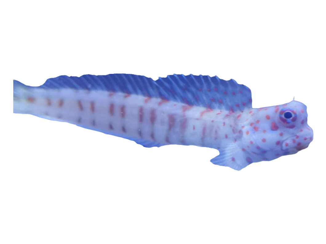Blenniella chrysospilos (Rotpunkt-Schleimfisch)