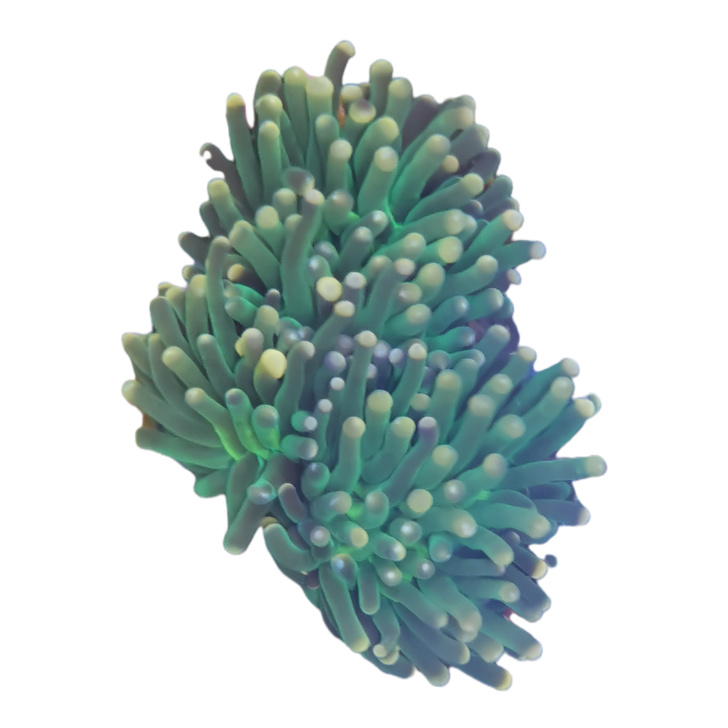 Euphyllia glabrescens 'Rasta'  7589