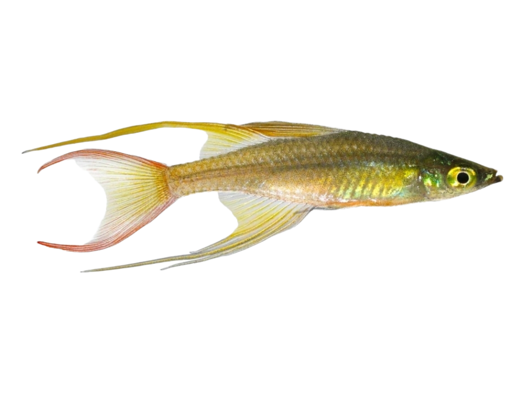 Filigran Regenbogenfisch