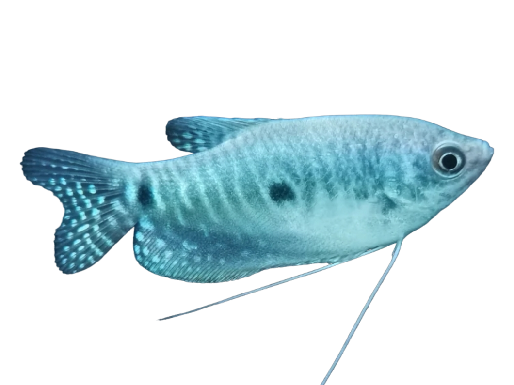 Fadenfisch Blau